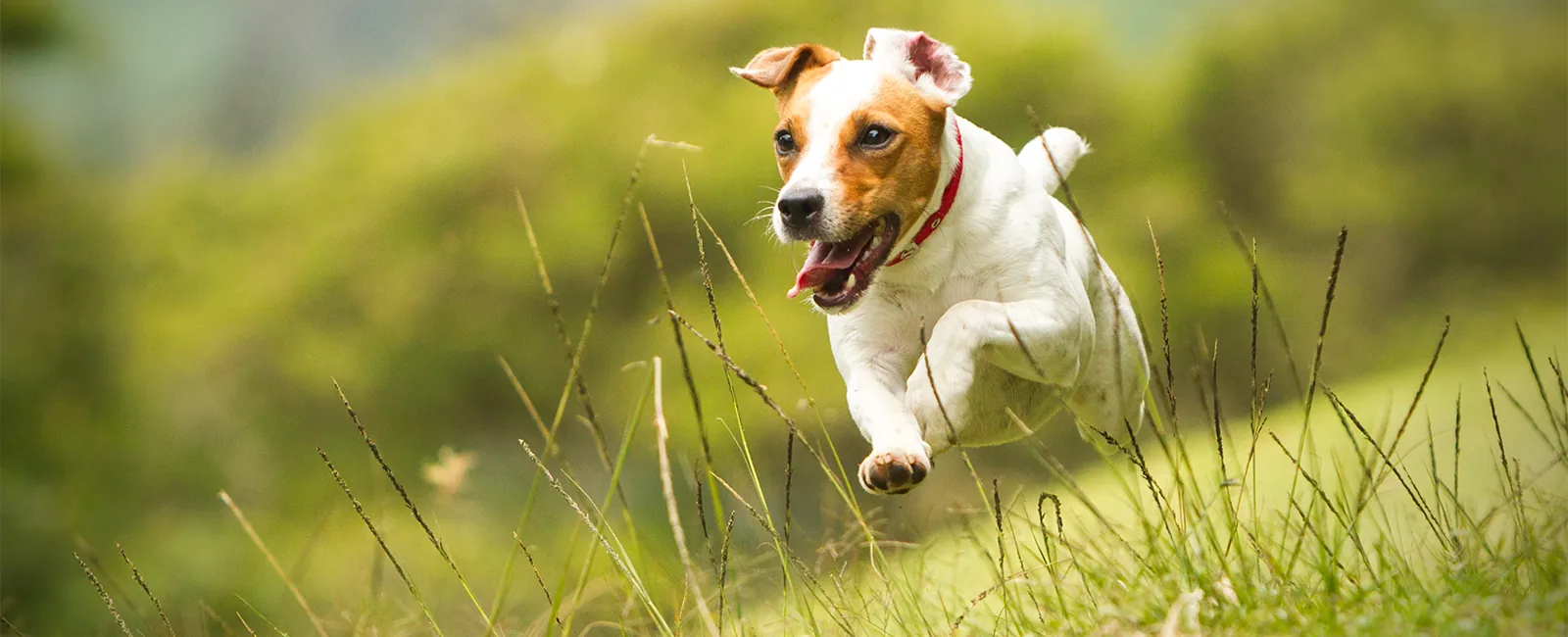 Hund am Campingplatz – Vierbeiner sind herzlich willkommen